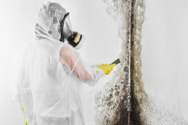 Best Local Mold Removal Service  in Fulton, TX