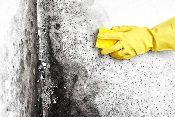 Best Professional Mold Removal  in Fulton, TX