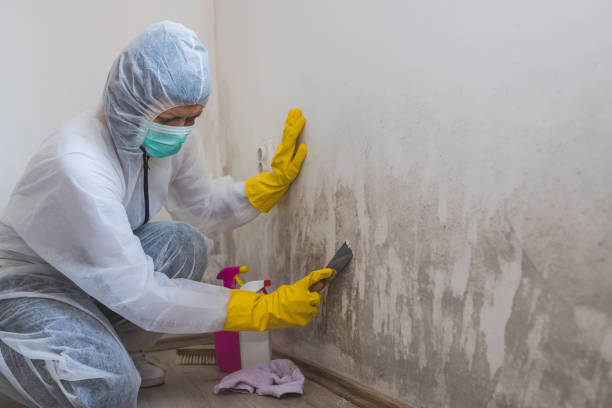Best Certified Mold Removal  in Fulton, TX