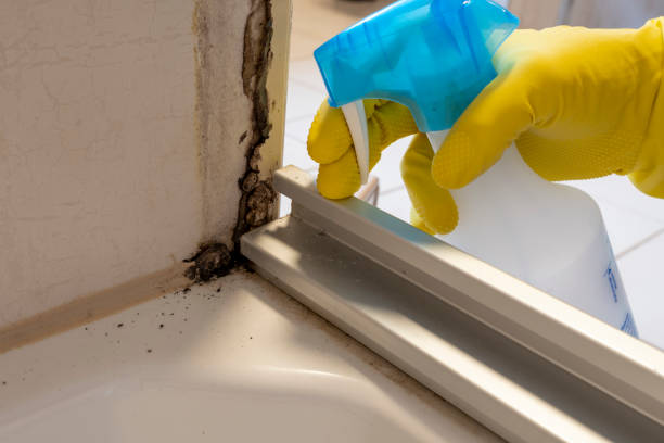 Best Local Mold Removal Service  in Fulton, TX