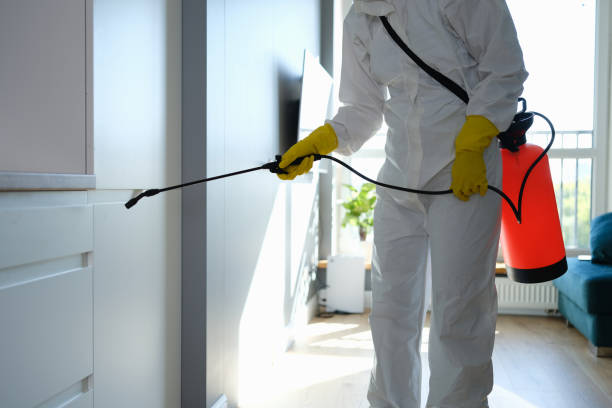 Reliable Fulton, TX Mold Removal Solutions