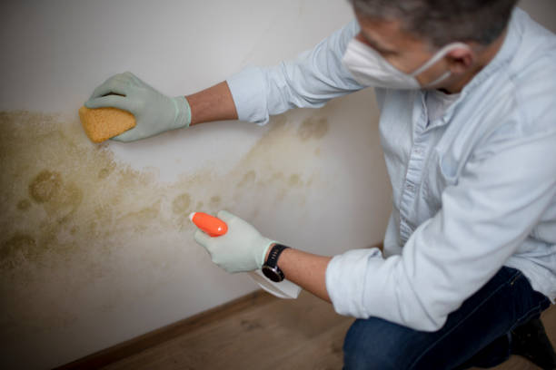 Best Commercial Mold Removal  in Fulton, TX