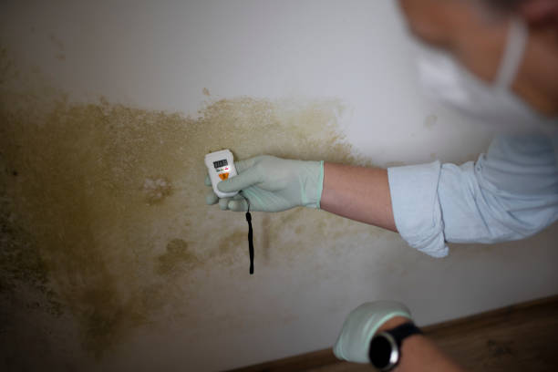 Best Home Mold Removal  in Fulton, TX