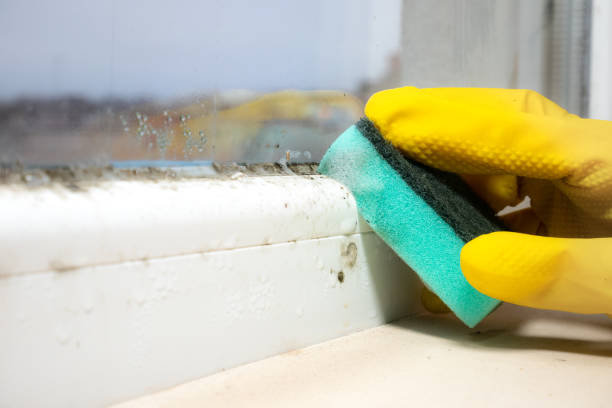 Best Mold Remediation  in Fulton, TX