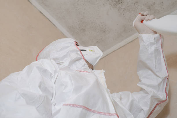 Best Office Mold Removal Services  in Fulton, TX