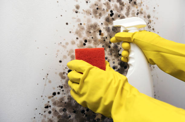 Best Affordable Mold Removal  in Fulton, TX