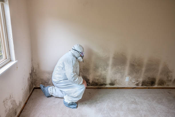 Best Attic Mold Removal  in Fulton, TX