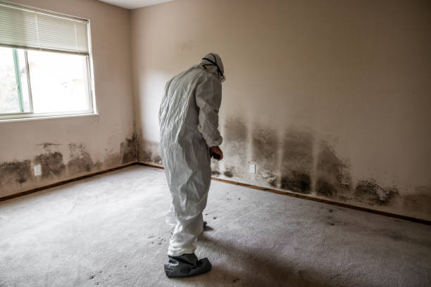 Best Black Mold Removal  in Fulton, TX