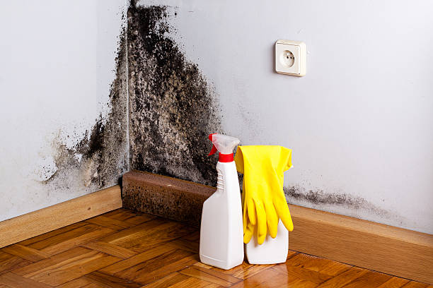 Best Certified Mold Removal  in Fulton, TX