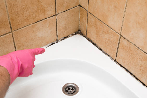 Mold Removal Process in Fulton, TX